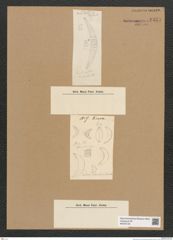 Diatomeae indet. Zeichnungen Sammlung Grunow Nr. 6433 (NHMW-BOT-W0375125)